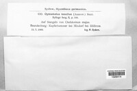 Ophiobolus tenellus image